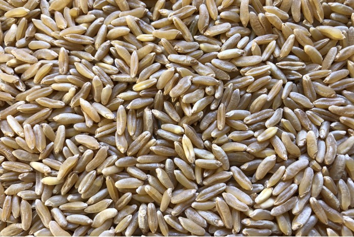 Kamut Wheat organic seeds